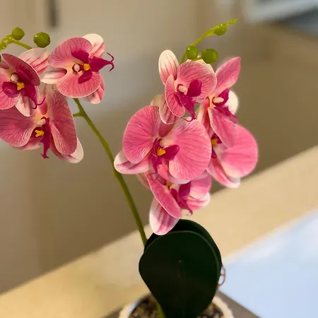 Luxury 스플리트